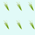 Live Aquarium Plant product image 10