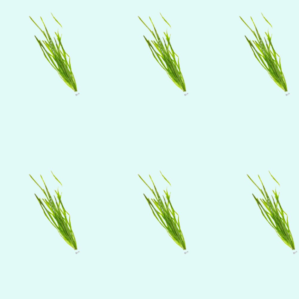 Live Aquarium Plant product image 10