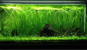 Live Aquarium Plant product image 11