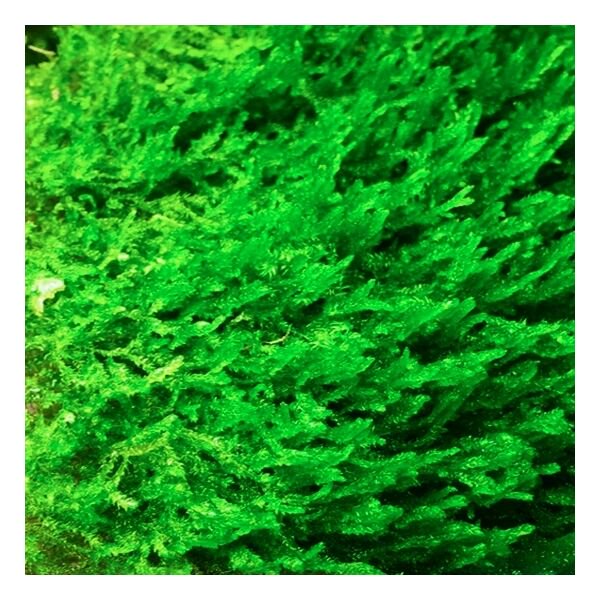 Aquatic Plants product image 1