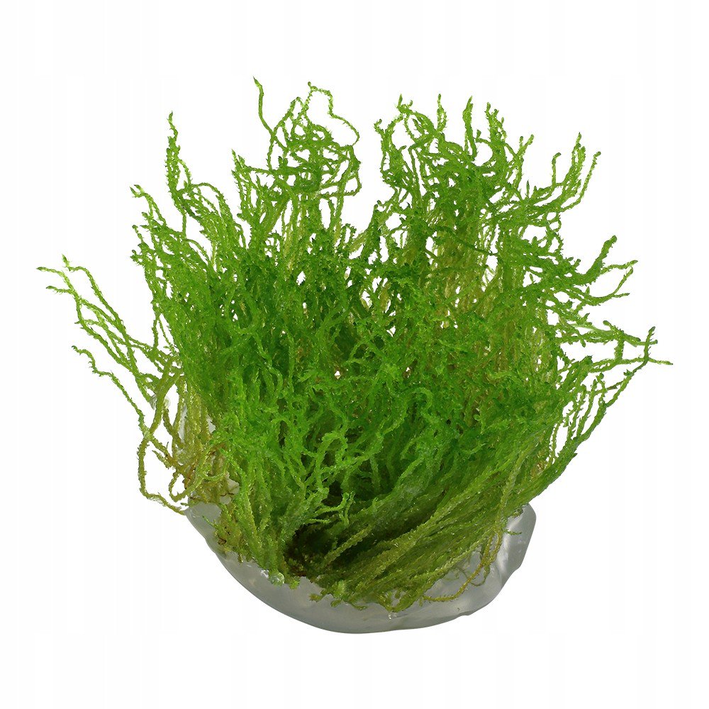 Aquatic Plants product image 2