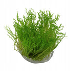 Aquatic Plants product image 2