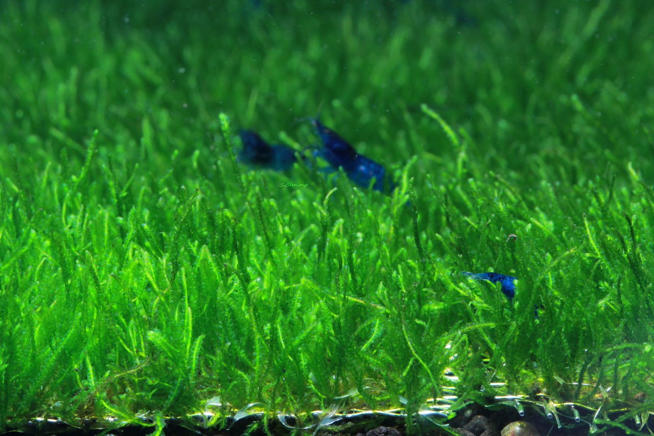 Aquatic Plants product image 3