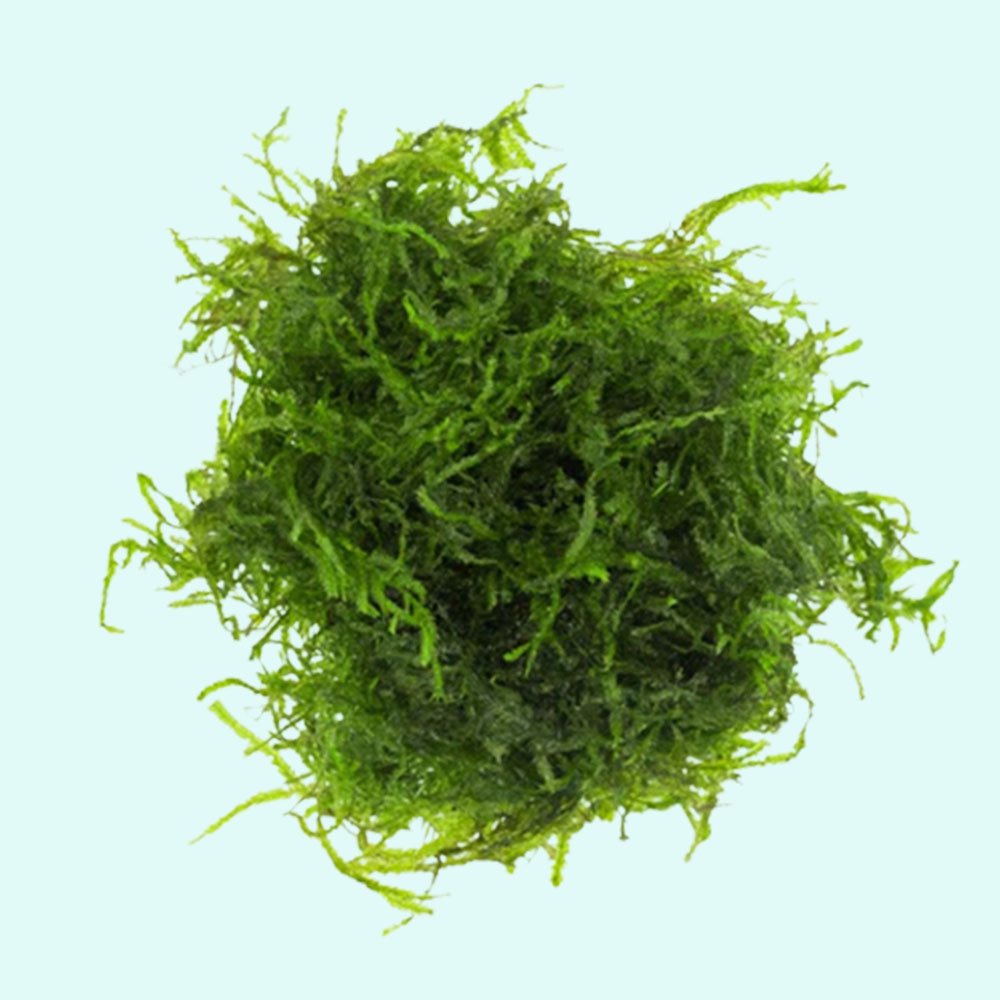 Aquatic Plants product image 5