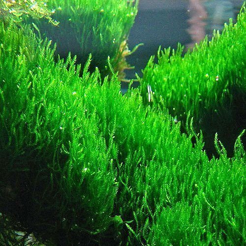 Aquatic Plants product image 6