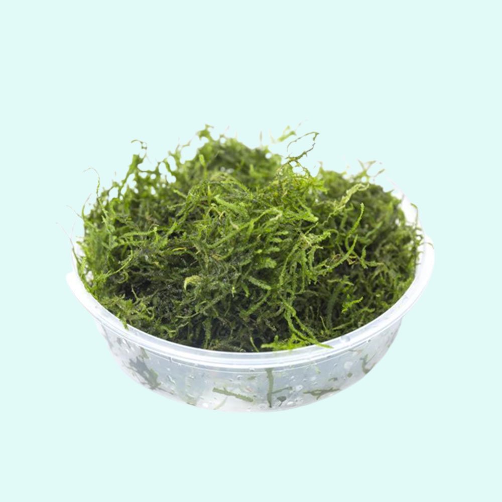 Aquatic Plants product image 7