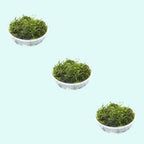 Aquatic Plants product image 8