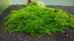 Aquatic Plants product image 10