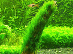 Aquatic Plants product image 11