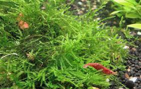 Aquatic Plants product image 12