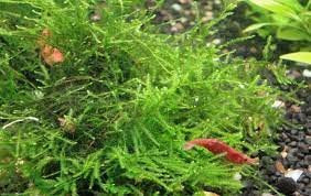 Aquatic Plants product image 13