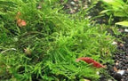 Aquatic Plants product image 13