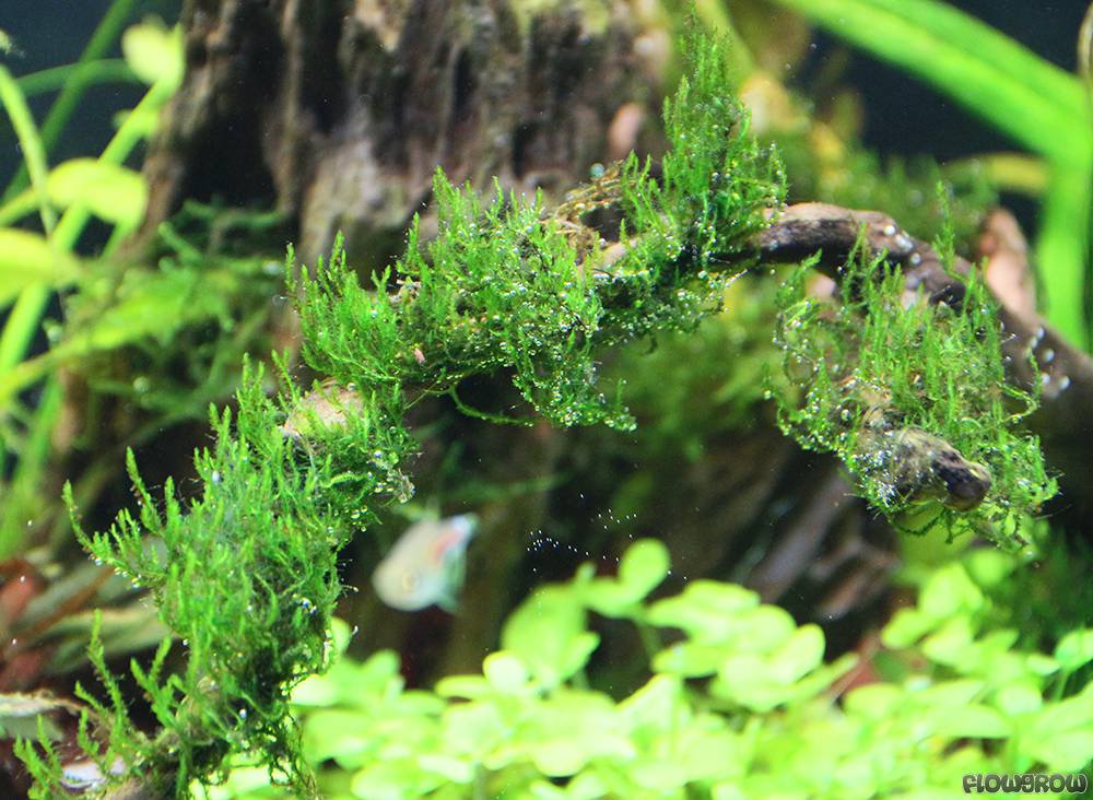 Aquatic Plants product image 14