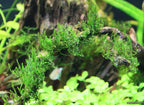 Aquatic Plants product image 14