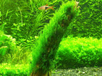 Aquatic Plants product image 15