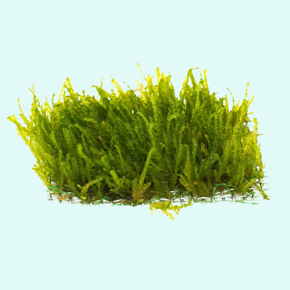 Aquatic Plants product image 16