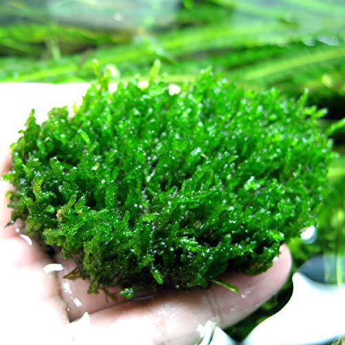 Aquatic Plants product image 17