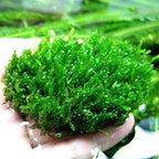 Aquatic Plants product image 17