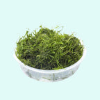 Aquatic Plants product image 19