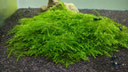 Aquatic Plants product image 20