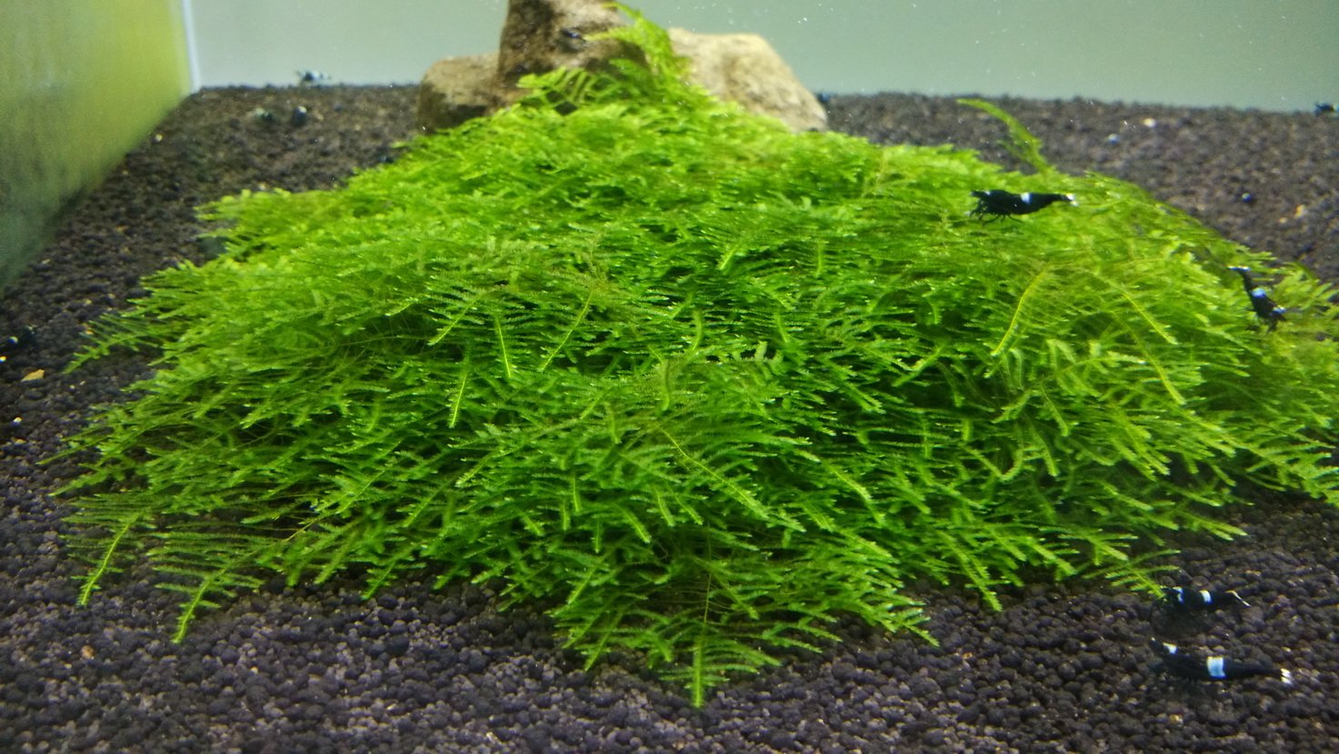 Aquatic Plants product image 20