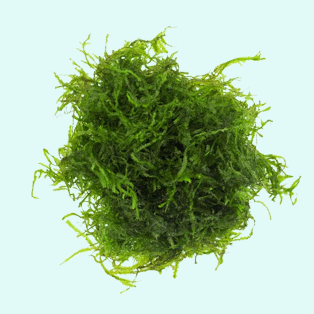 Aquatic Plants product image 21