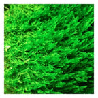Aquatic Plants product image 22