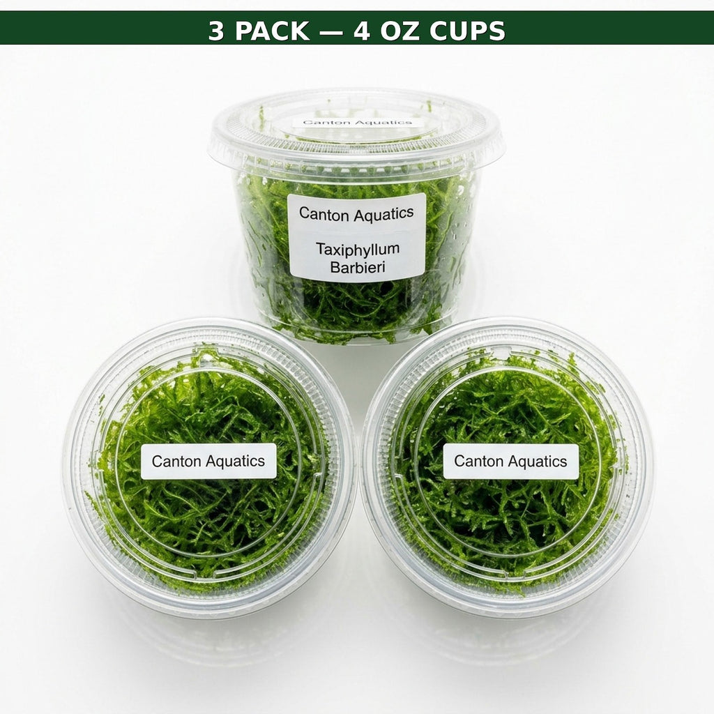 Live Aquarium Moss product image 1