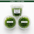 Live Aquarium Moss product image 1