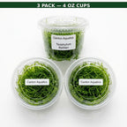 Live Aquarium Moss product image 1