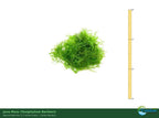 Live Aquarium Moss product image 5