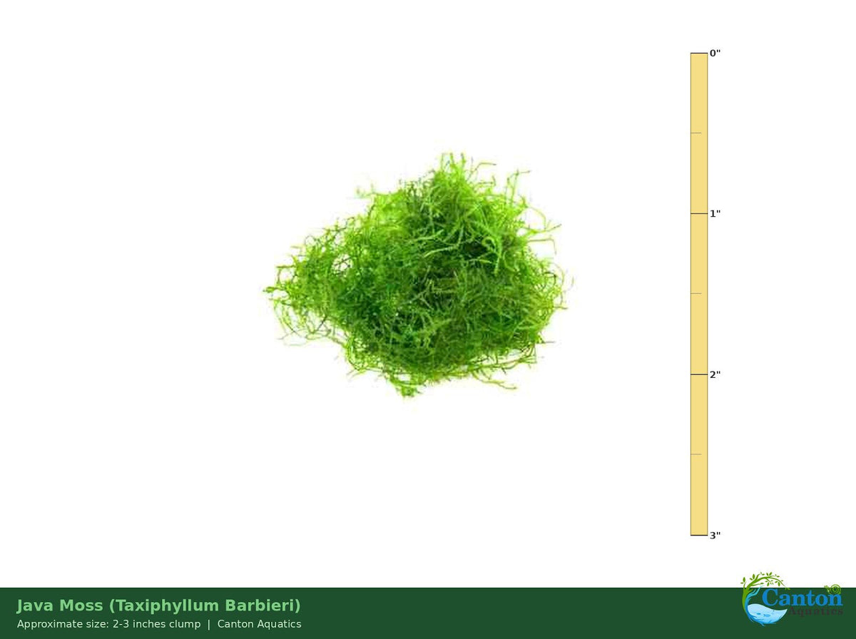 Live Aquarium Moss product image 5