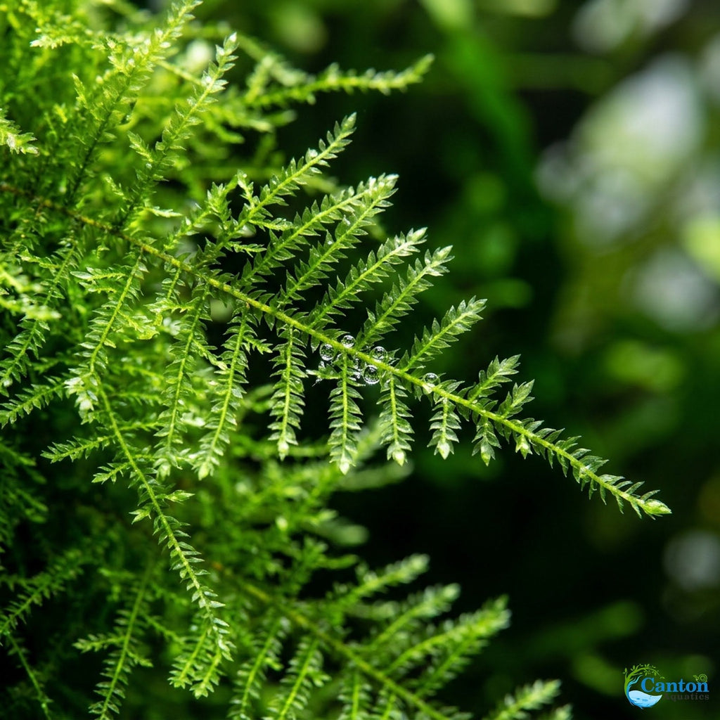 Live Aquarium Moss product image 7