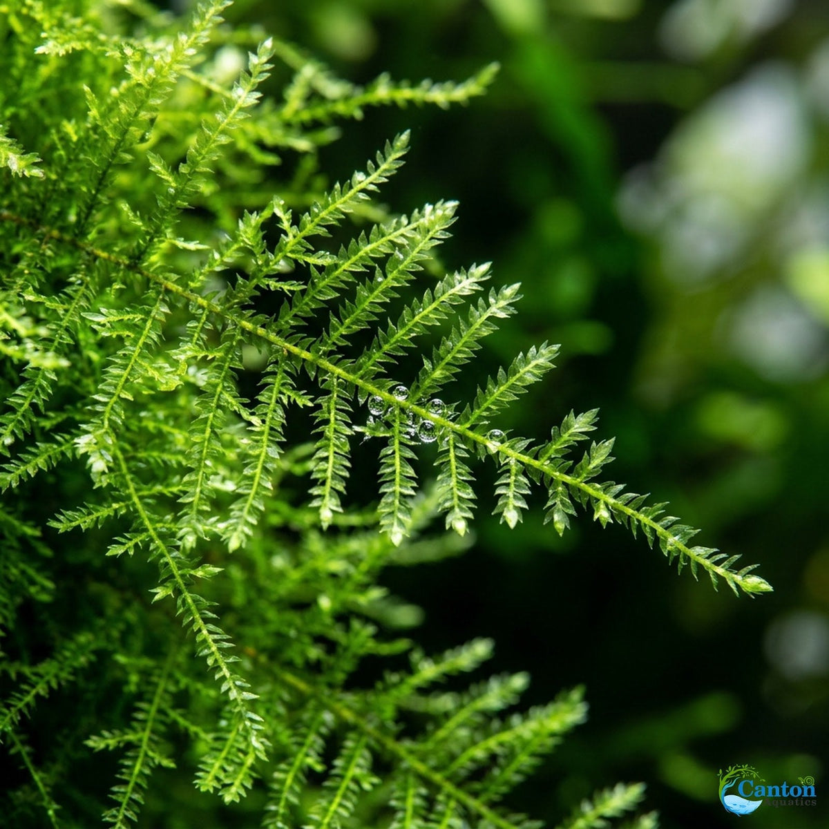 Live Aquarium Moss product image 7