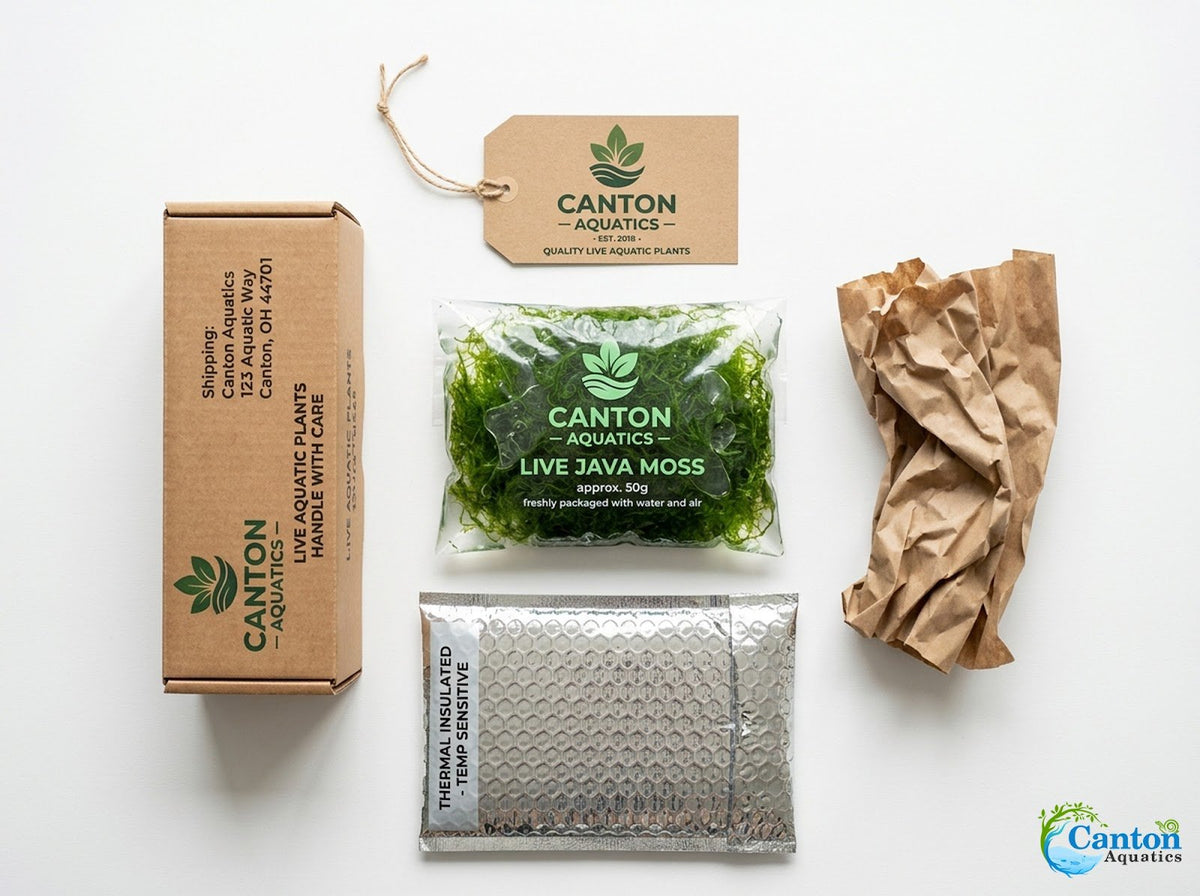Live Aquarium Moss product image 8