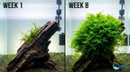 Live Aquarium Moss product image 9