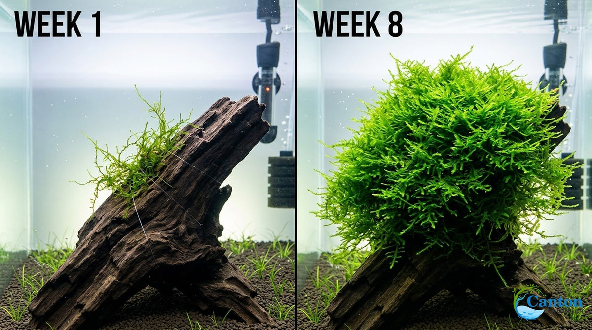Live Aquarium Moss product image 9