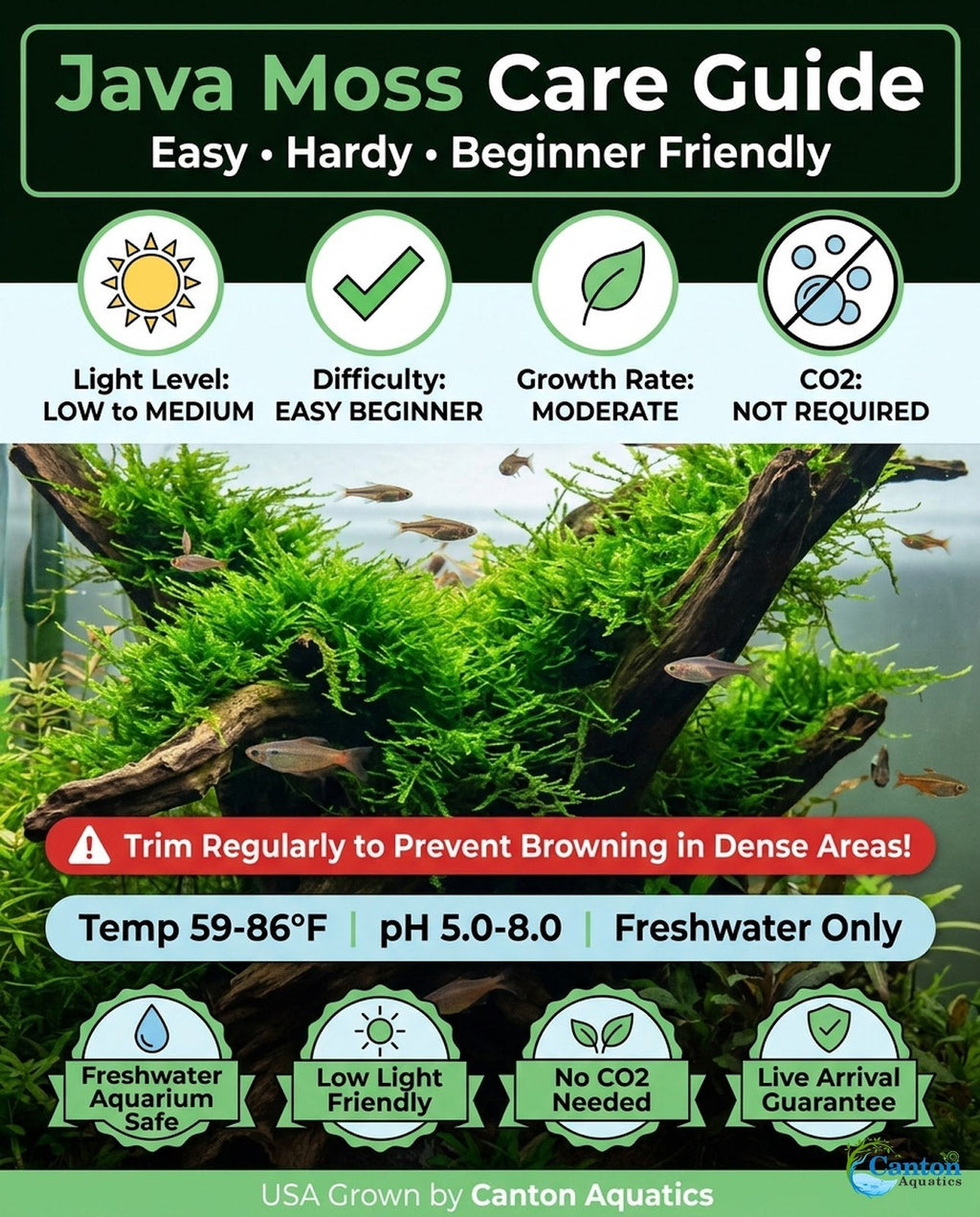 Live Aquarium Moss product image 10