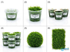 Live Aquarium Moss product image 11