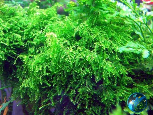 Live Aquarium Plant product image 1