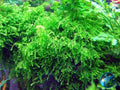 Live Aquarium Plant product image 1