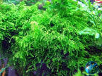 Live Aquarium Plant product image 1
