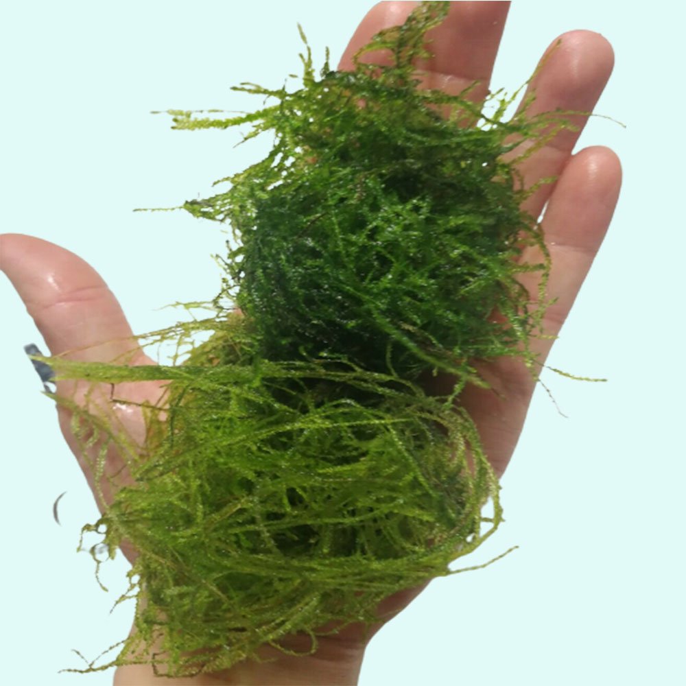 Live Aquarium Plant product image 3