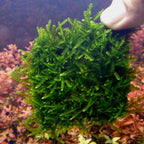Live Aquarium Plant product image 4