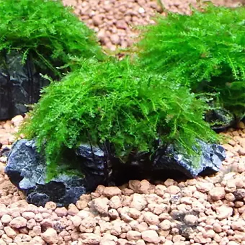 Live Aquarium Plant product image 5