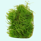 Live Aquarium Plant product image 6