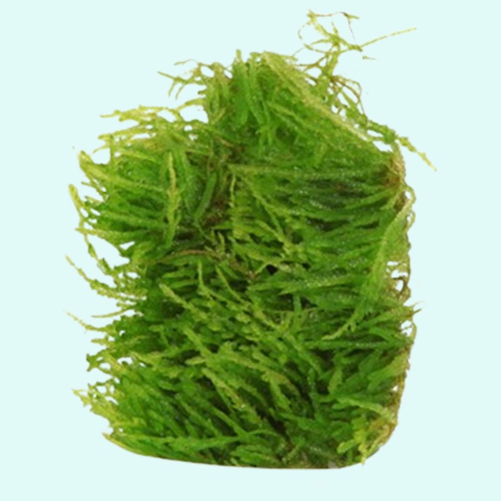 Live Aquarium Plant product image 6