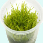 Live Aquarium Plant product image 7