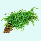Live Aquarium Plant product image 8