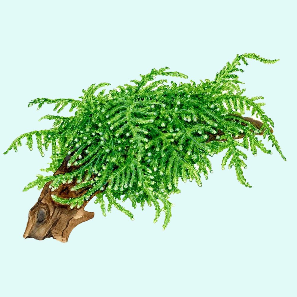 Live Aquarium Plant product image 8